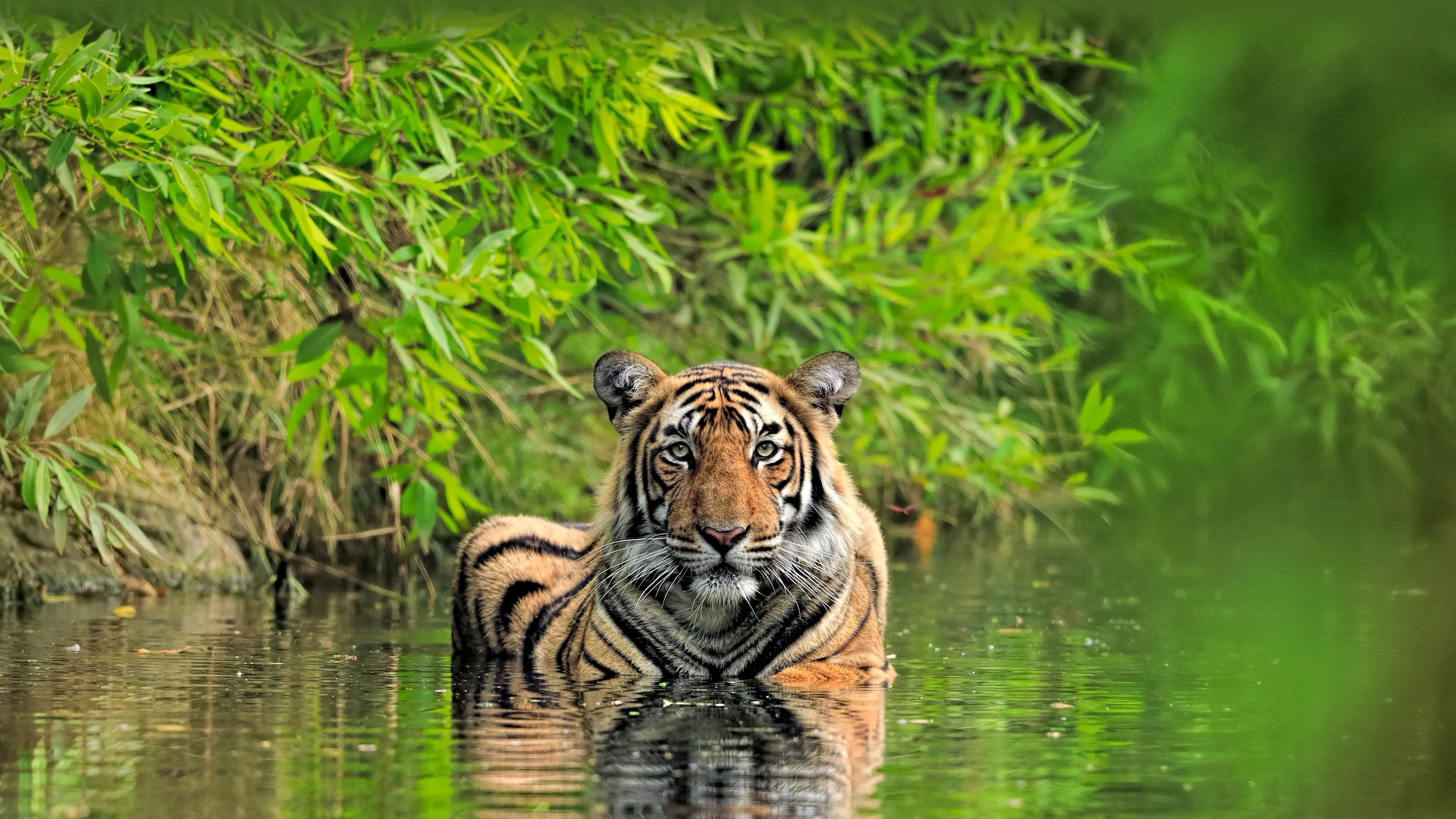 Exclusivo Singles. 12 días. INDIA con tigres de Rajasthan y Benarés. - 1
